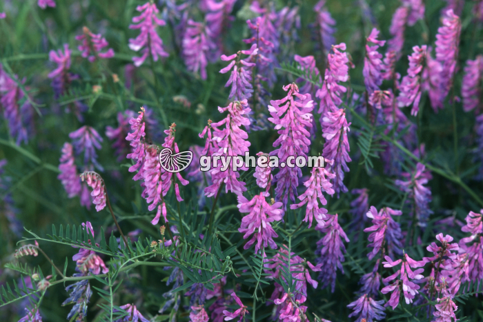 Vesce craque (Vicia cracca) - fleurs - gryphea.com